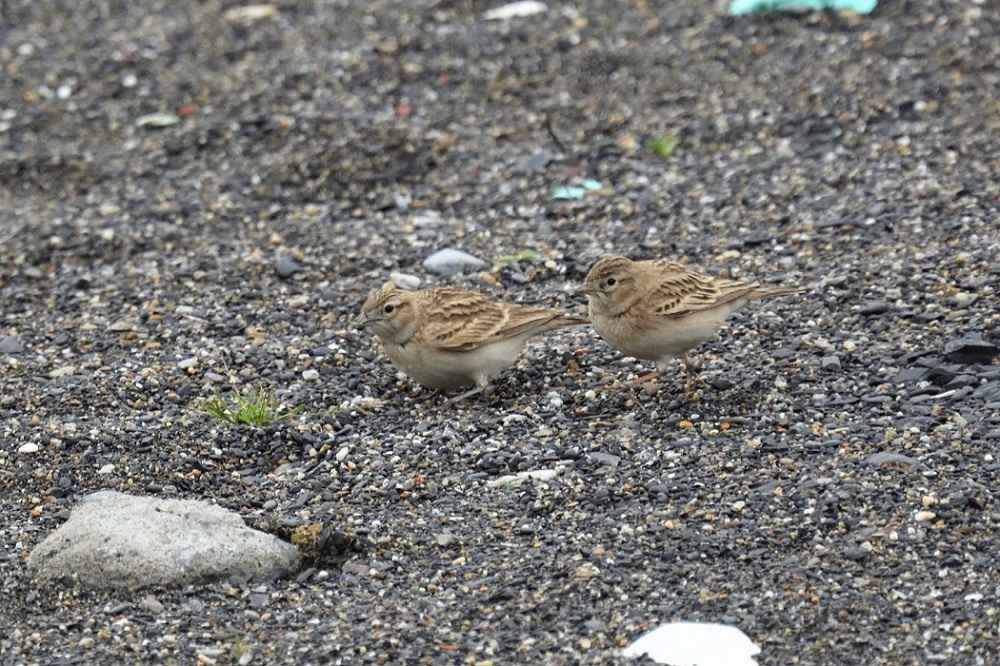 Lesser Short-toed Lark